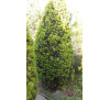 Тис ягідний, або європейський ( Taxus baccata )
